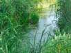 Zulauf zum Plattensee