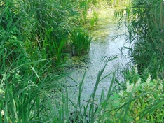Zulauf zum Plattensee