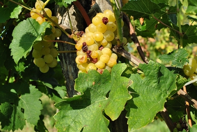 Weinbau am Plattensee