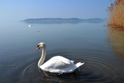 Zamárdi