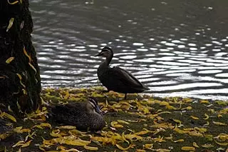 Enten am Kis Balaton